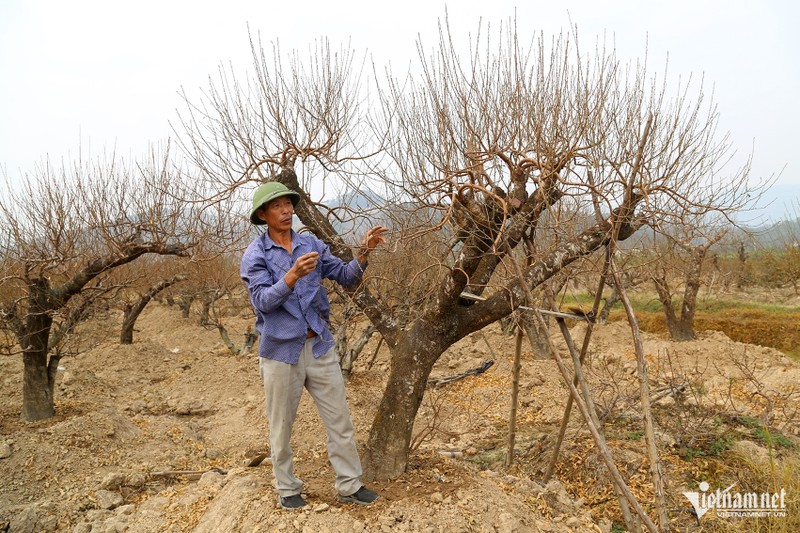 Thuong lai “om tien” dat coc som vi dao quat nam nay khan hiem-Hinh-3