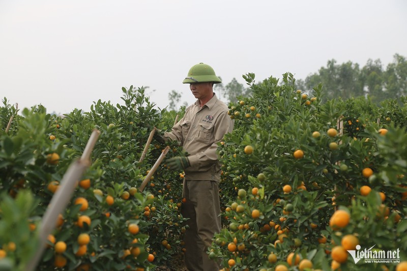 Thuong lai “om tien” dat coc som vi dao quat nam nay khan hiem-Hinh-5