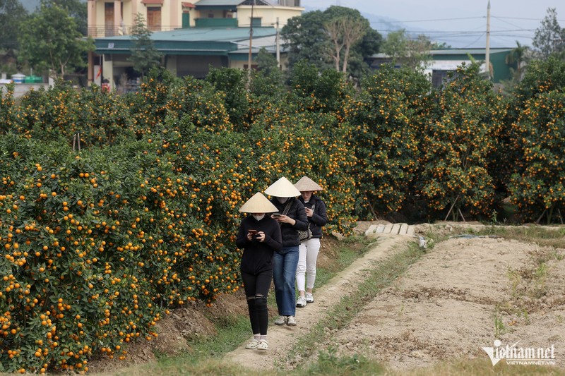 Thuong lai “om tien” dat coc som vi dao quat nam nay khan hiem-Hinh-6