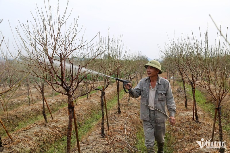 Thuong lai “om tien” dat coc som vi dao quat nam nay khan hiem