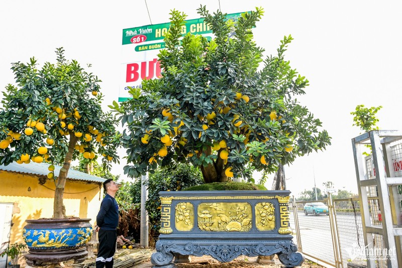 “Sieu buoi canh” co thu o Hung Yen co gia hon 800 trieu dong-Hinh-9