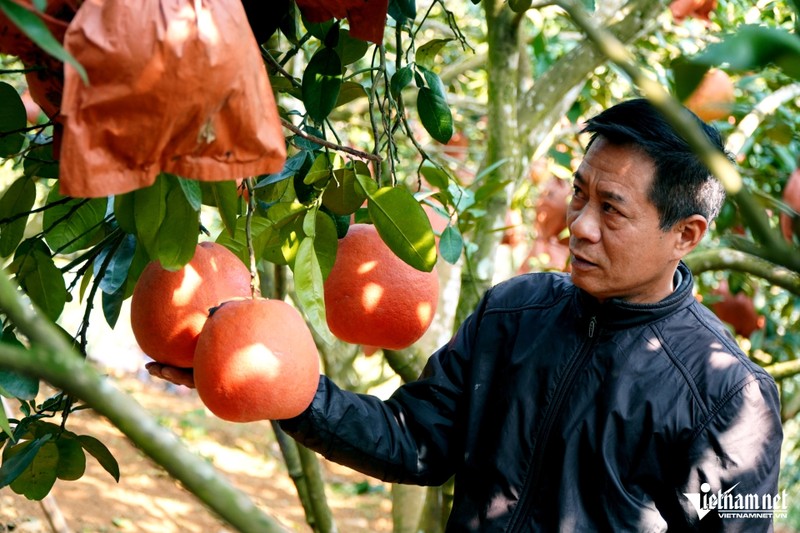 Lao nong tro thanh “vua buoi” nho hai cay buoi cua bo vo cho