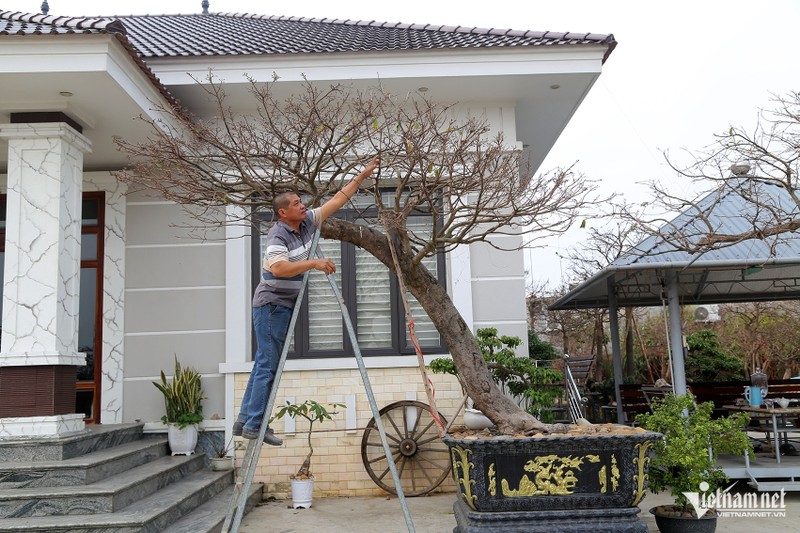 Ban hoa mai vang Yen Tu, nguoi nong dan co tien xay nha dep-Hinh-3