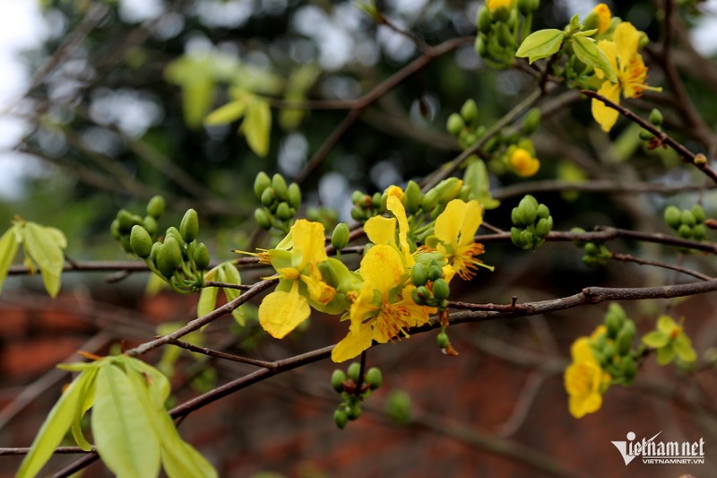 Ban hoa mai vang Yen Tu, nguoi nong dan co tien xay nha dep-Hinh-4