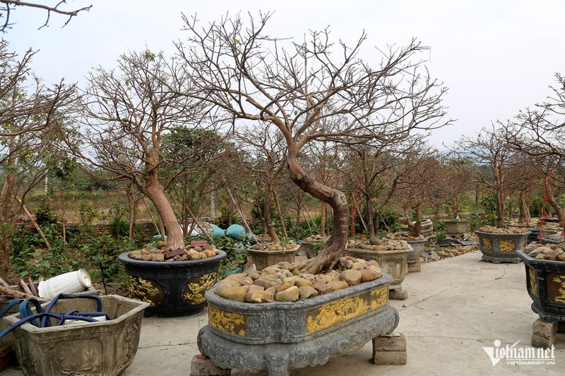 Ban hoa mai vang Yen Tu, nguoi nong dan co tien xay nha dep