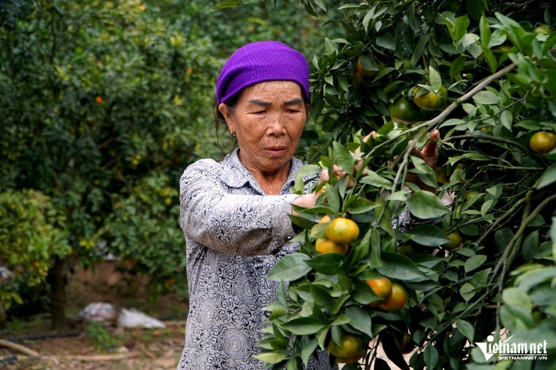 Lao nong “thoat ngheo” vuon len lam giau nho vuon cay triu qua