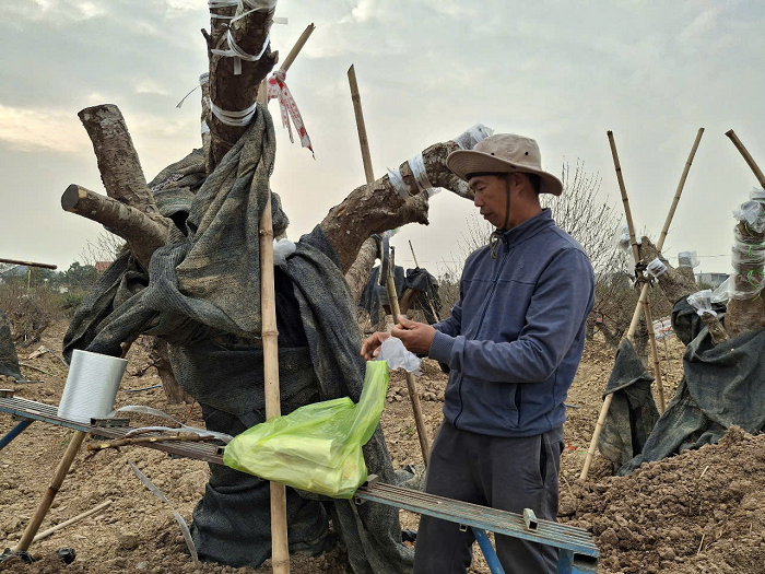 Lang hoa dao noi tieng Hai Phong sau bao co con dao ban Tet?-Hinh-2