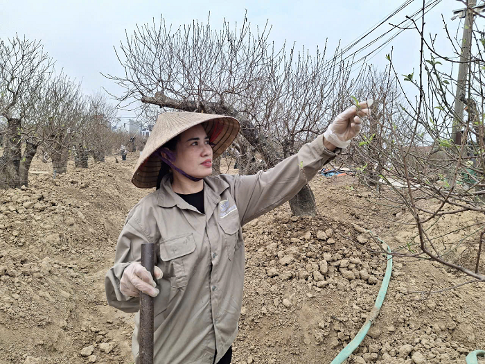 Lang hoa dao noi tieng Hai Phong sau bao co con dao ban Tet?-Hinh-3