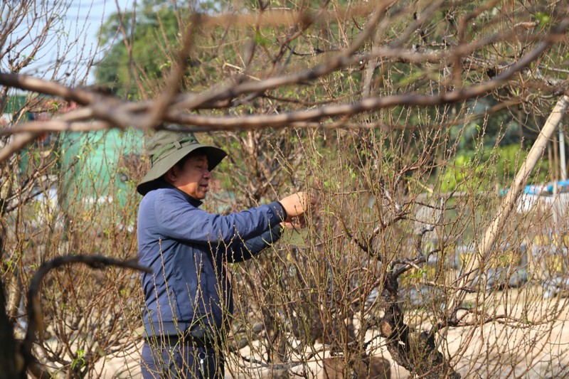 Nhung goc dao co thu “khung” do bo xuong pho don Xuan-Hinh-8