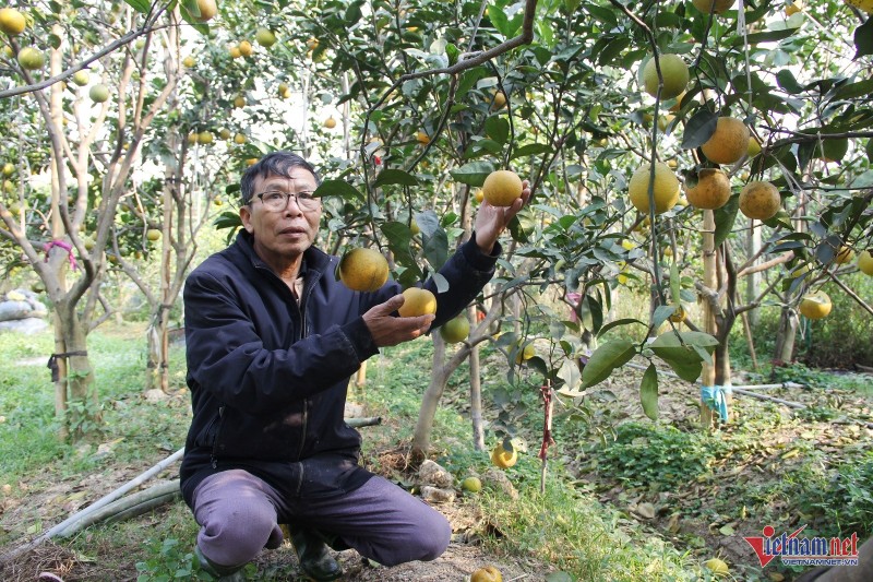 Cam “tien vua” qua rung day goc, chu vuon nhu ngoi tren dong lua