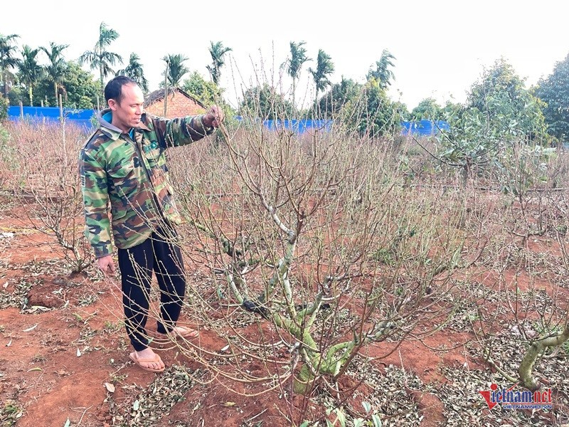 Dao moi chom nu, thu phu dao Tet Dak Lak vang bong thuong lai