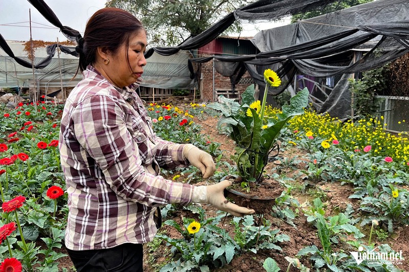 Nong dan Tay Tuu “thap thom” vi suc mua cham, gia hoa giam manh-Hinh-10