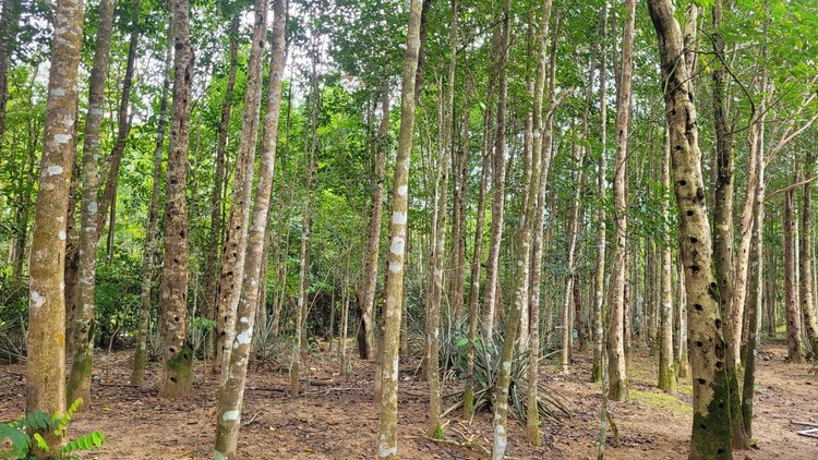 Thu phu tram huong Ha Tinh tat bat vao vu Tet