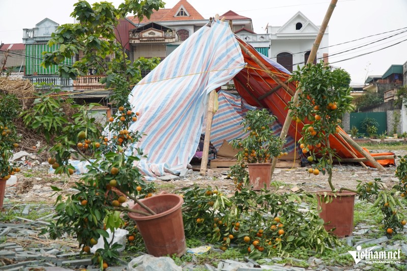 Cay canh Tet nam la liet ben duong, thuong lai bao lo tien ty-Hinh-2