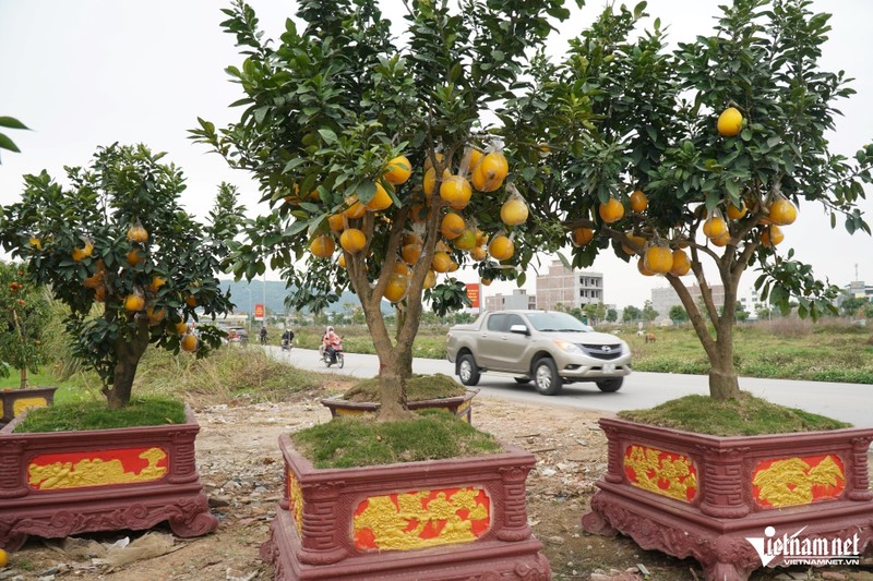 Cay canh Tet nam la liet ben duong, thuong lai bao lo tien ty-Hinh-5