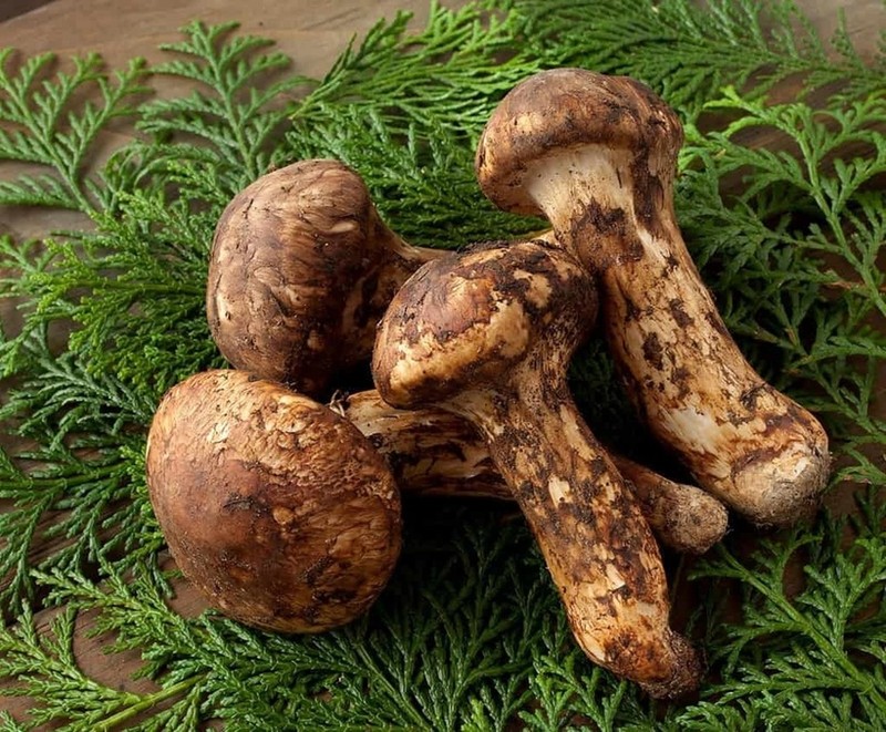 Vi sao nam Matsutake dat hon vang, gioi sieu giau lung khap the gioi?