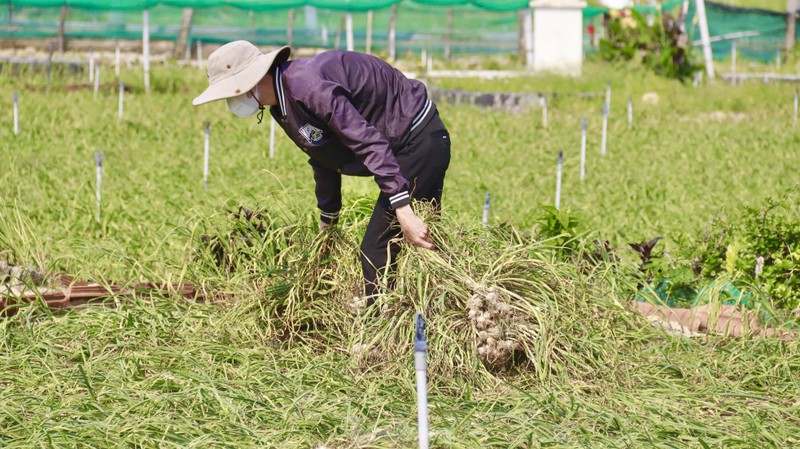 Duoc mua nhung gia thap nguoi dan trong toi o Ly Son “meo mat“-Hinh-10