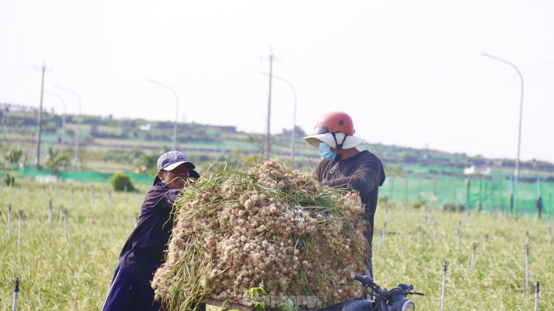 Duoc mua nhung gia thap nguoi dan trong toi o Ly Son “meo mat“-Hinh-16