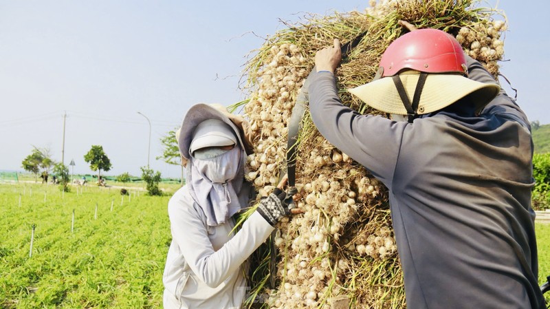 Duoc mua nhung gia thap nguoi dan trong toi o Ly Son “meo mat“-Hinh-17