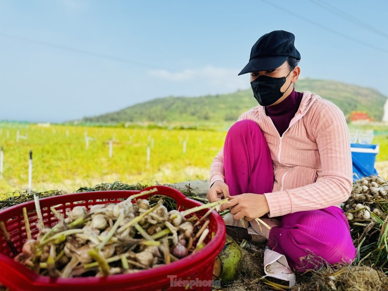 Duoc mua nhung gia thap nguoi dan trong toi o Ly Son “meo mat“-Hinh-22