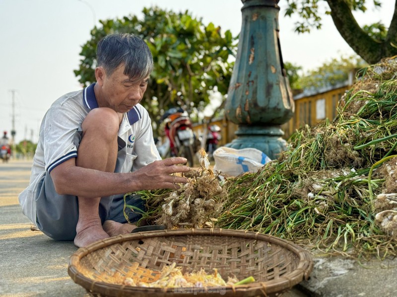 Duoc mua nhung gia thap nguoi dan trong toi o Ly Son “meo mat“-Hinh-30