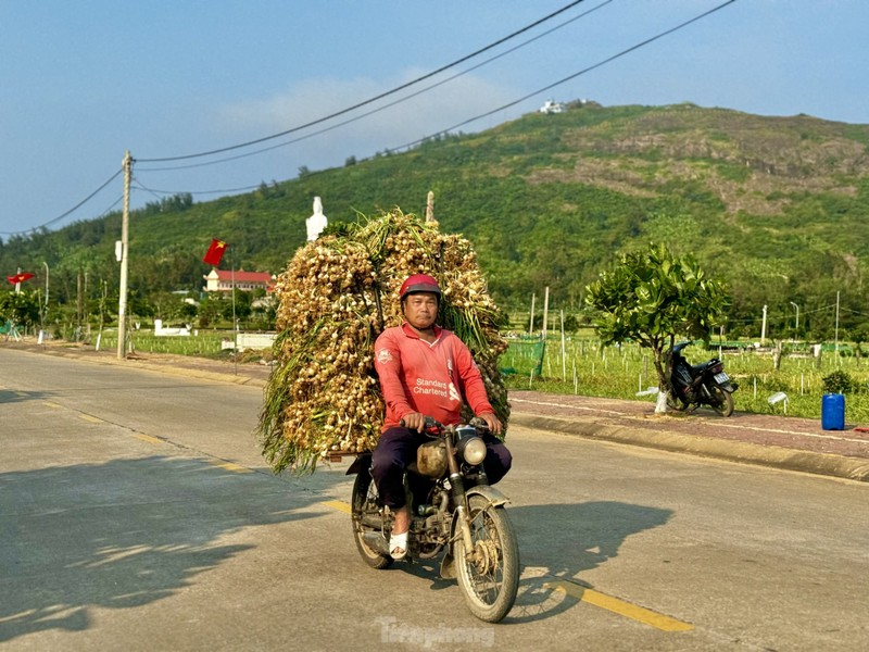 Duoc mua nhung gia thap nguoi dan trong toi o Ly Son “meo mat“-Hinh-34