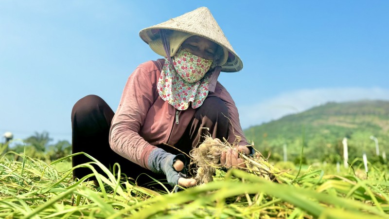 Duoc mua nhung gia thap nguoi dan trong toi o Ly Son “meo mat“-Hinh-6