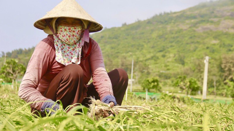 Duoc mua nhung gia thap nguoi dan trong toi o Ly Son “meo mat“-Hinh-7