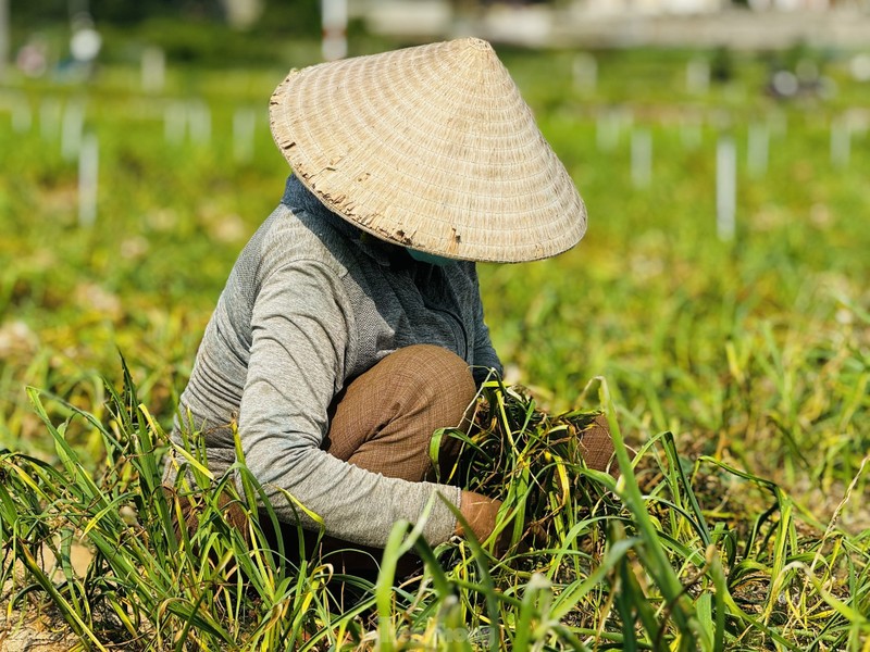 Duoc mua nhung gia thap nguoi dan trong toi o Ly Son “meo mat“-Hinh-8