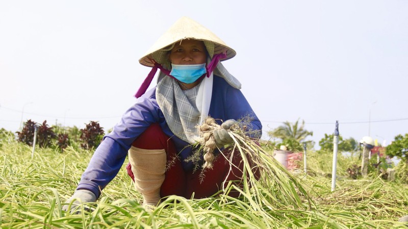 Duoc mua nhung gia thap nguoi dan trong toi o Ly Son “meo mat“-Hinh-9