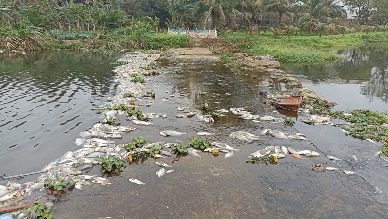 Ca chet tren suoi Co Dam o Thanh Hoa do o nhiem nguon nuoc-Hinh-3