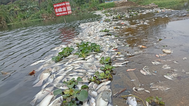 Ca chet tren suoi Co Dam o Thanh Hoa do o nhiem nguon nuoc