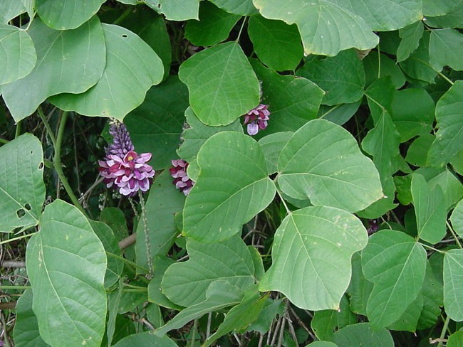 Muon ran khong bo vao nha hay thu nhung cach duoi ran nay-Hinh-3