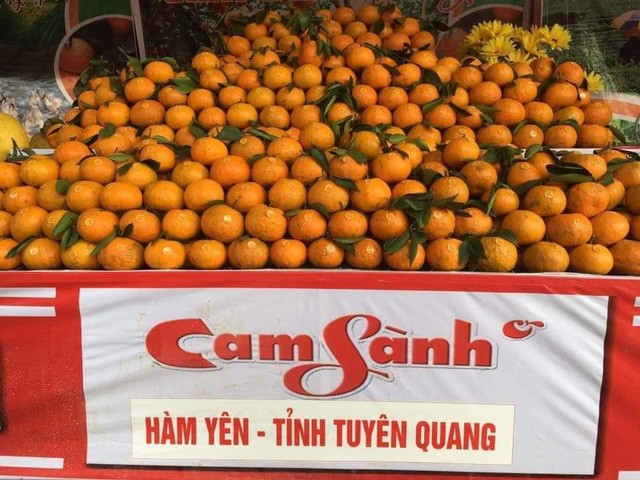 Cam sanh Ham Yen trung vu, nong dan hoi ha cat cam phuc vu Tet-Hinh-4