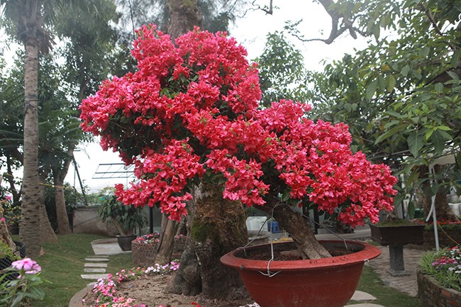 Bonsai hoa giay Thai Lan hong ruc, gia chuc trieu van hut khach Ha thanh-Hinh-10