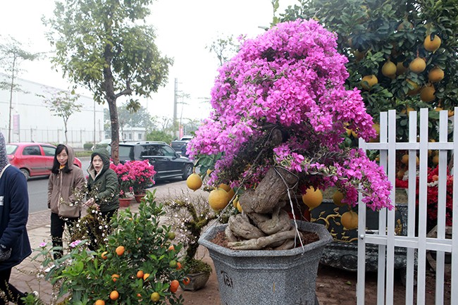 Bonsai hoa giay Thai Lan hong ruc, gia chuc trieu van hut khach Ha thanh-Hinh-11