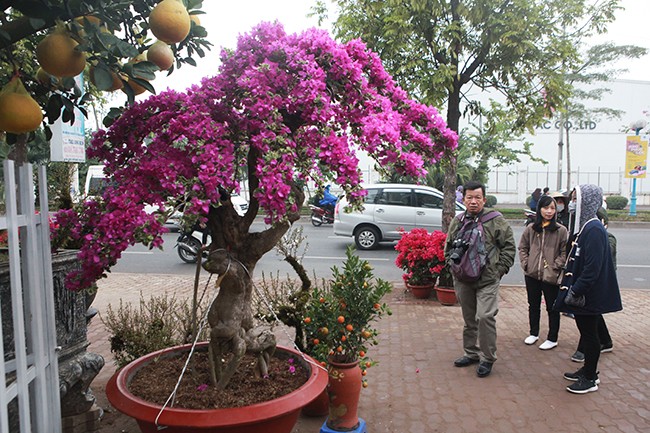 Bonsai hoa giay Thai Lan hong ruc, gia chuc trieu van hut khach Ha thanh-Hinh-12