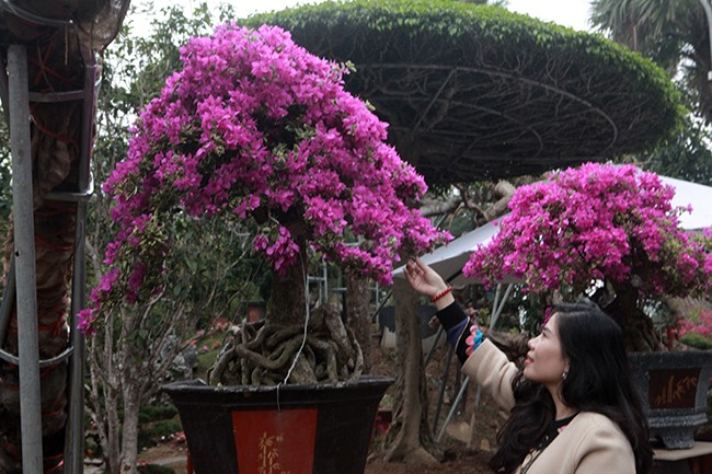 Bonsai hoa giay Thai Lan hong ruc, gia chuc trieu van hut khach Ha thanh-Hinh-14