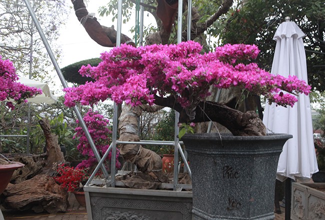 Bonsai hoa giay Thai Lan hong ruc, gia chuc trieu van hut khach Ha thanh-Hinh-15