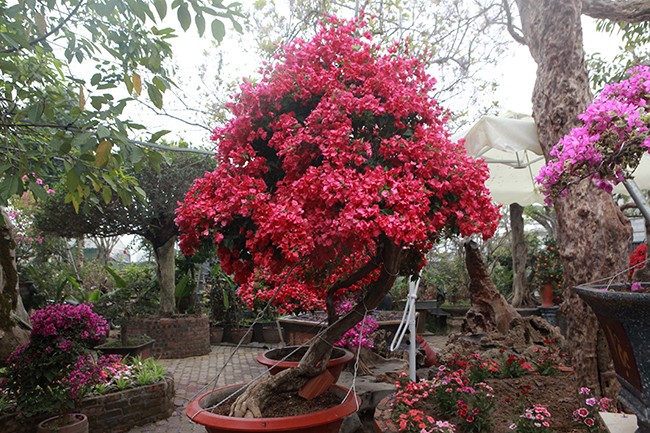 Bonsai hoa giay Thai Lan hong ruc, gia chuc trieu van hut khach Ha thanh-Hinh-16