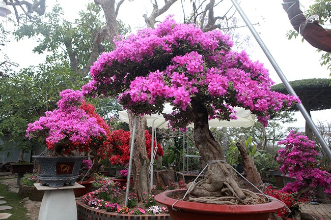 Bonsai hoa giay Thai Lan hong ruc, gia chuc trieu van hut khach Ha thanh-Hinh-17