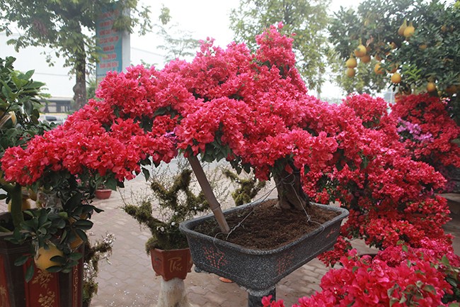 Bonsai hoa giay Thai Lan hong ruc, gia chuc trieu van hut khach Ha thanh-Hinh-5