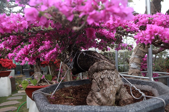 Bonsai hoa giay Thai Lan hong ruc, gia chuc trieu van hut khach Ha thanh-Hinh-6