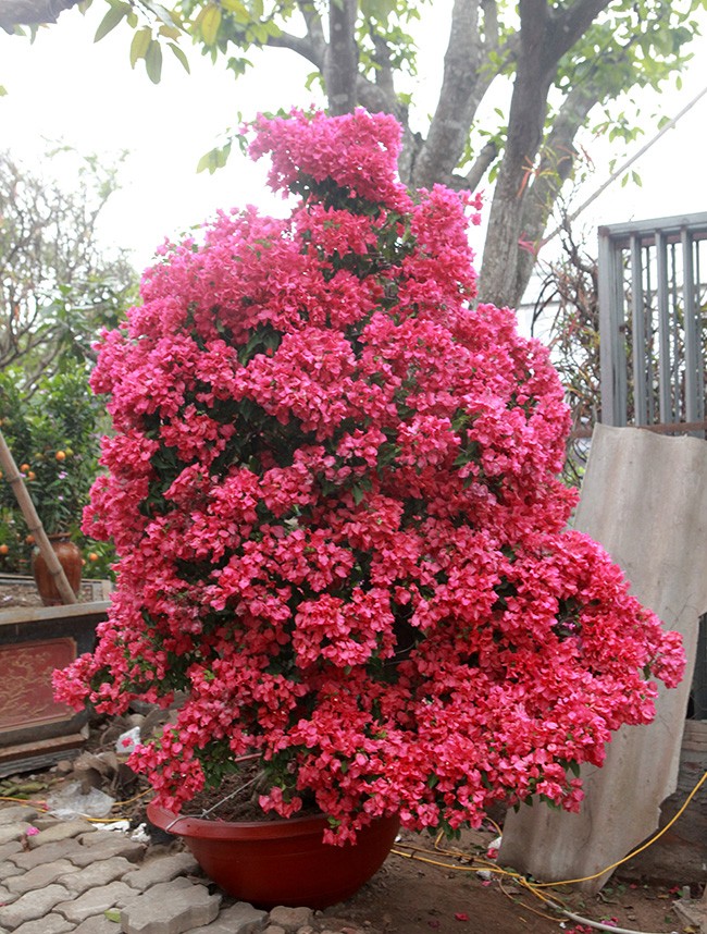 Bonsai hoa giay Thai Lan hong ruc, gia chuc trieu van hut khach Ha thanh-Hinh-7