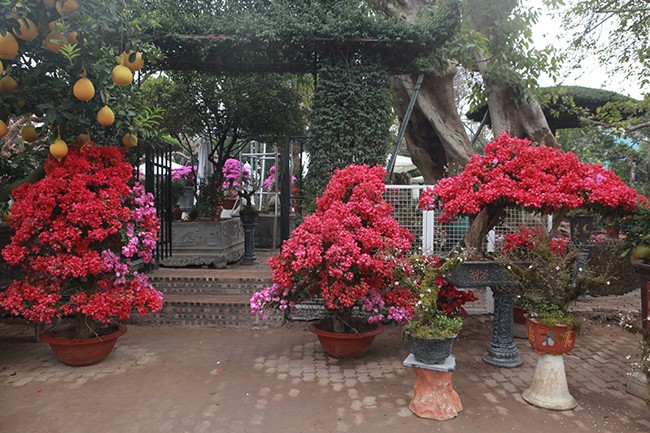 Bonsai hoa giay Thai Lan hong ruc, gia chuc trieu van hut khach Ha thanh