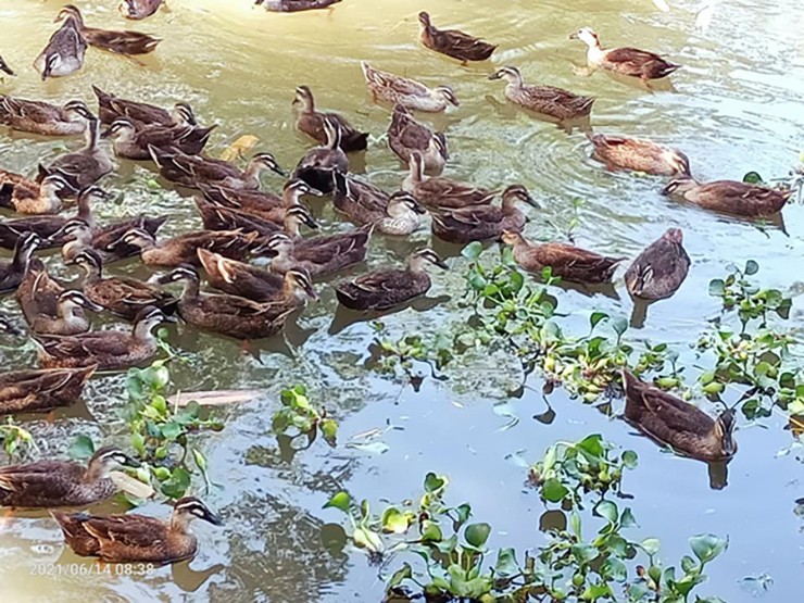 Loai sang bay di toi bay ve, o VN co nguoi nuoi lai tram trieu-Hinh-3