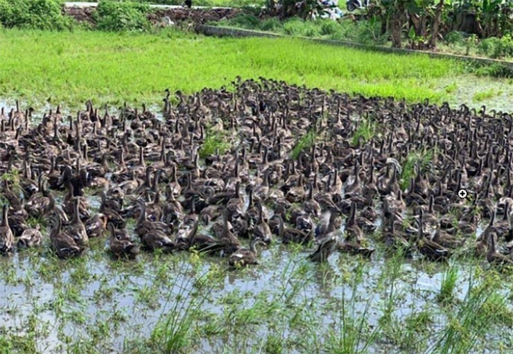 Loai sang bay di toi bay ve, o VN co nguoi nuoi lai tram trieu