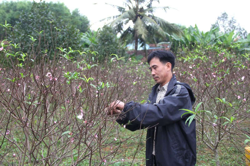 Dao no bung, nguoi dan thap thom lo mat Tet-Hinh-2