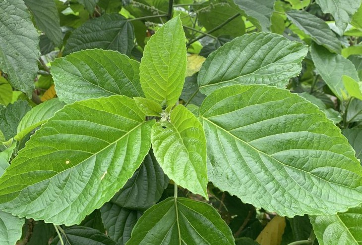 Nguoi phu nu tan mau cap vi dung la loc mai chua tao bon