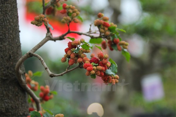 Da mat ngam cay dau canh tram trieu doc nhat vo nhi-Hinh-9